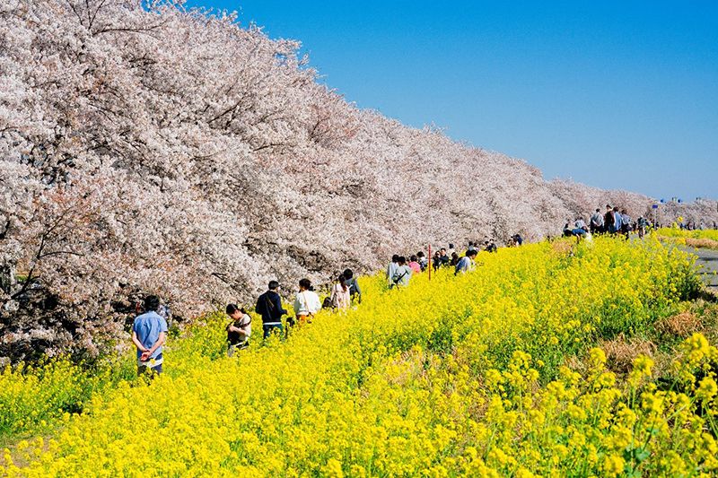 Hoa anh đào ở Kumagaya Sakurazutsumi Hoa anh đào ở Kumagaya Sakurazutsumi